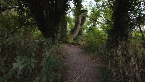 Walking on a path through green trees and bushes during the day. Stock Footage 300123120