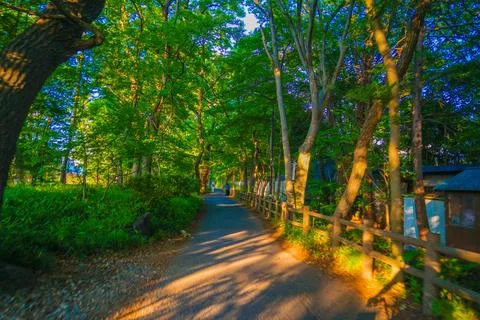 A walking path through a grove of trees in Akishima City, Tokyo. Stock Photos