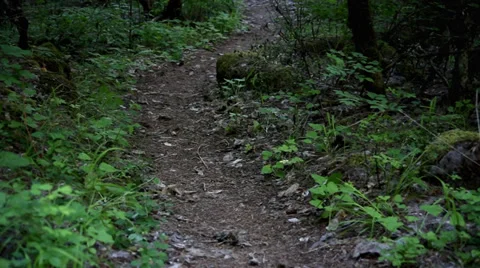 Walking Path through lush forest Stock Footage 38710850