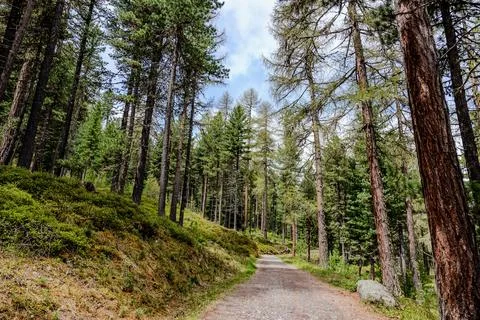 Walking path through a lush forest in the early morning with towering pine .. Stock Photos
