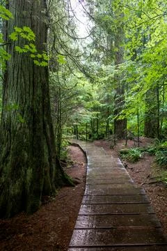 Walking path through a lush forest Stock Photos