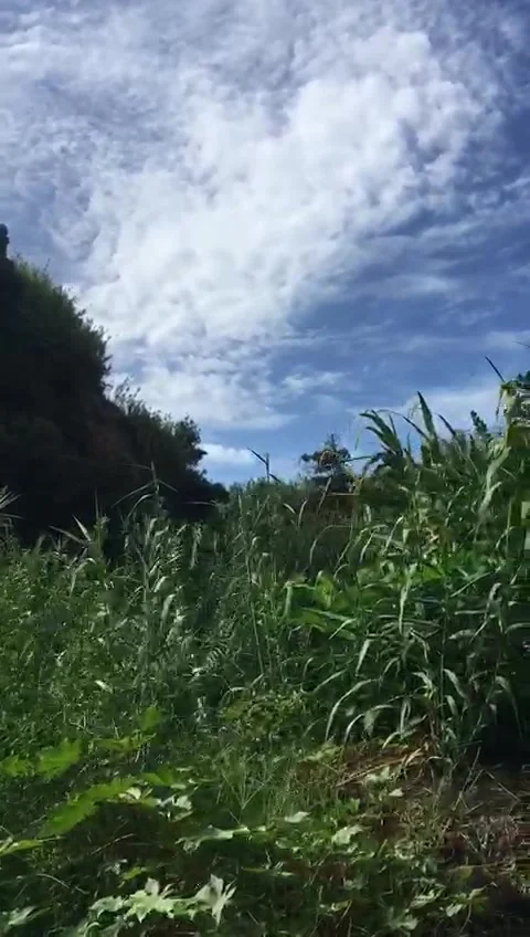 Walking Path Through Lush Green Vegetation in the Azores Islands, Portugal Stock Footage 327914953