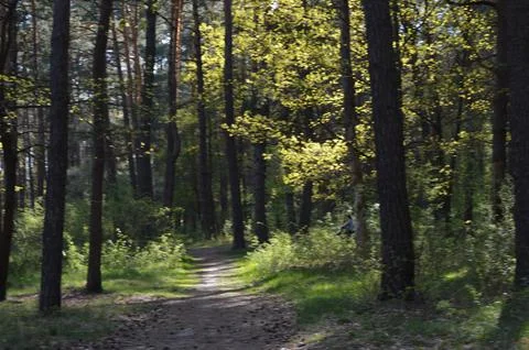 Walking path through lush green forest during springtime with sunlight filtering Stock Photos