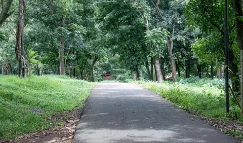 Walking path through lush green forest trees Stock Photos