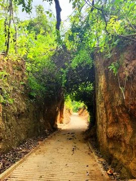 Walking path through lush greenery in a serene forest setting invites explo.. Stock Photos