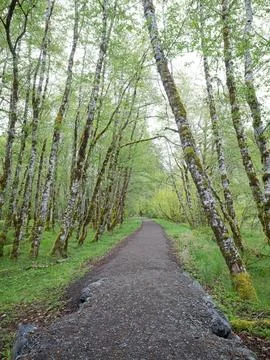 Walking path through the lush woods. Stock Photos