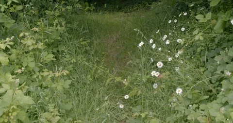 Walking off the path through nature Stock Footage 111998407