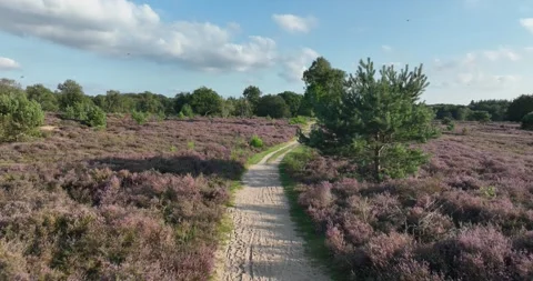 Walking path through nature, pathway. heather ground. Stock Footage 257110799