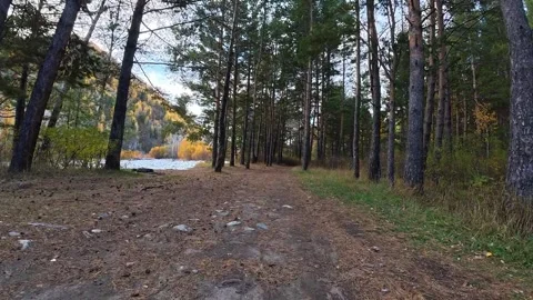 Walking Path Through a Pine Forest Toward a Rocky River in Autumn Stock Footage 348247454