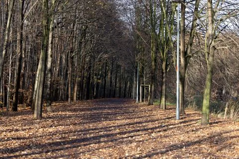 Walking path through a quiet forest with autumn leaves and shadows Stock Photos