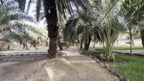 Walking Path Through Shaded Date Palm Oasis Grove Vídeo Stock 325448094