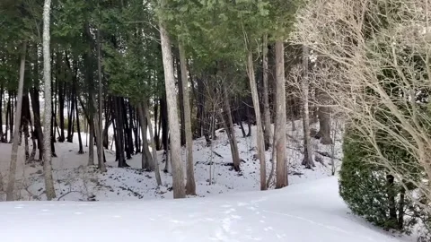 Walking path through a snowy forest with evergreen trees in winter Video stock 325478152