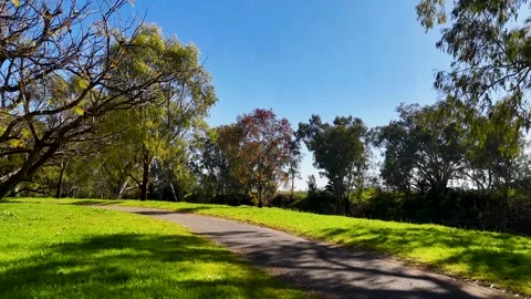 Walking Path Through Sunny Park with Eucalyptus Trees Stock Footage 341298892