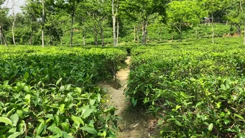 Walking To The Path Through The Tea Garden - Oldest Tea Garden In Sylhet Stock Footage 316761476