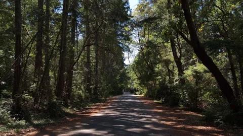 Walking on a path through thick Canadian forest in Pacific Nortwest, pov trail Stock Footage 344019042
