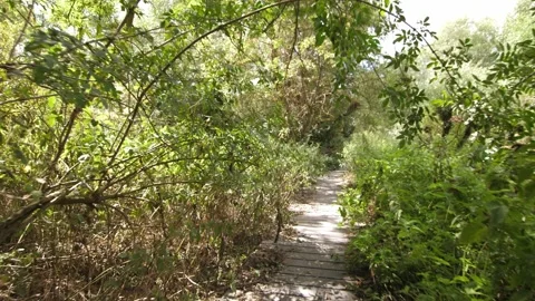 Walking on a path through trees and bushes. Stock Footage 300122126