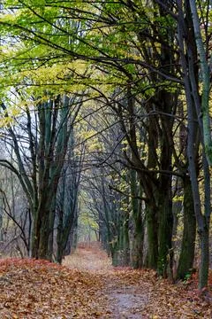 Walking path through trees with autumn leaves in a forest in late afternoon Stock Photos