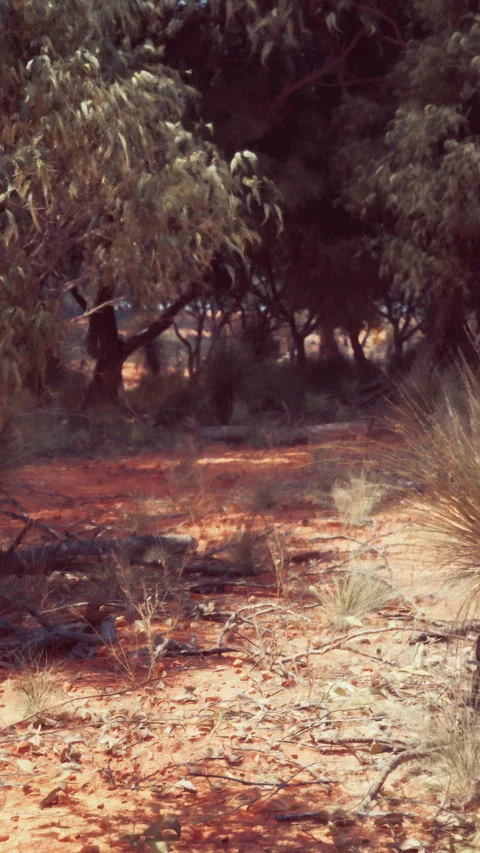 Walking path through trees in desert landscape during daytime sunlight Video stock 337976322