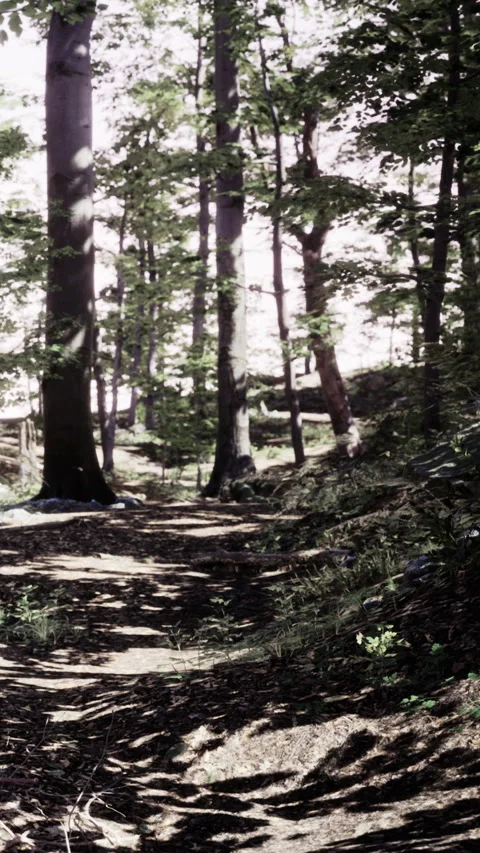 Walking path through trees in a forest on a sunny afternoon Stock Footage 338420962