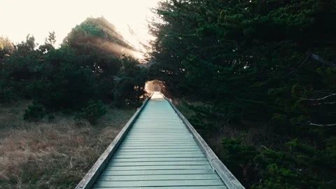 Walking path through trees near sunset with mist and light rays Stock Footage 255671084