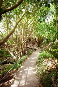Walking path through trees 库存照片