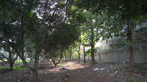 Walking Path through a Tropical Tree Grove Stock-Footage 330240024