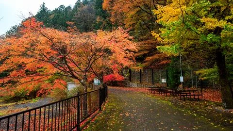 Walking Path Through Vibrant Autumn Trees In Mountain Park Landscape Stock Photos