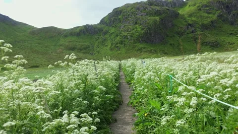 Walking Path Through White Flower Field in Lofoten Mountains Norway Stock Footage 339037023