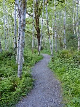 Walking path through white trees. Stock Photos