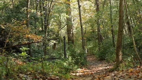 Walking Path through Woods Stock Footage 75036018