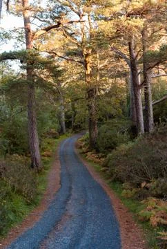 Walking path trail through a forest in Killarney natioal park Stock Photos
