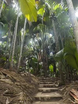 Walking path trail through forest  Vallee de Mai, Praslin island, Seychelles Stock Photos