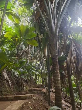 Walking path trail through forest  Vallee de Mai, Praslin island, Seychelles Stock Photos