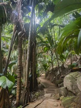 Walking path trail through forest  Vallee de Mai, Praslin island, Seychelles Stock Photos