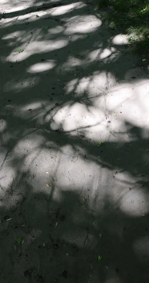 Walking path trampled in the park with a lot of shadows from deciduous trees in Video stock 318429389