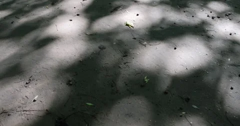 Walking path trampled in the park with a lot of shadows from deciduous trees in Video stock 319062634