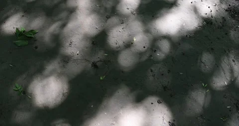 Walking path trampled in the park with shadows from deciduous trees in the Video stock 318216946