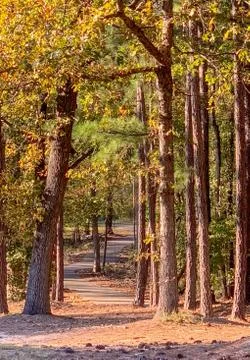 Walking path in the trees through a park Foto stock