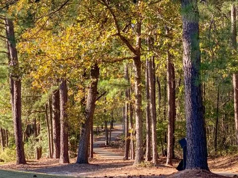 Walking path in the trees through a park Stock Photos