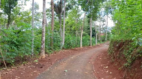 Walking path in tropical forest Stock Footage 273117814