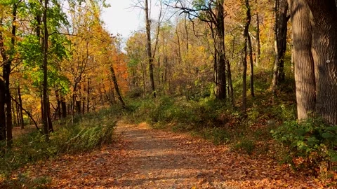 Walking path trough the autumn forest without people Stock Footage 296846611