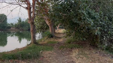 Walking path under shaded trees along a tranquil lake edge 스톡 동영상 336452852