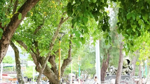 Walking Path Under Tree Canopy Stockbeeldmateriaal 312202222