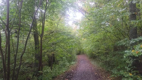 Walking Path Winding Through A Dark Forest Under Canopy Stock Footage 348074935