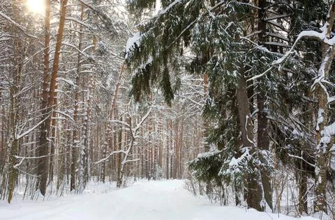 Walking path in the winter sunny pine forest 스톡 사진