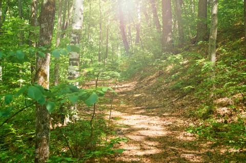 Walking paths in the forest for running. Stock Photos