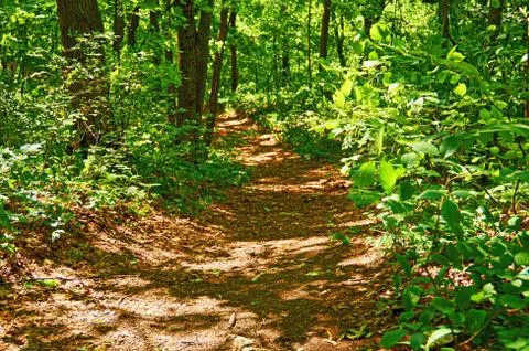 Walking paths in the forest for running. Stock Photos