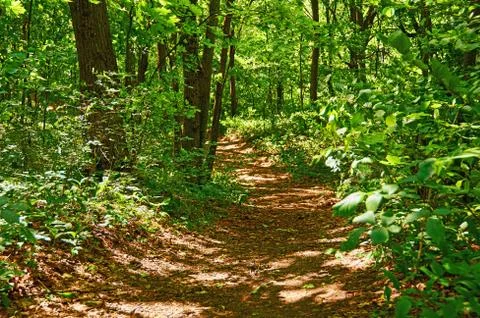 Walking paths in the forest for running. Stock Photos