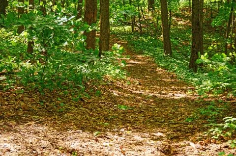 Walking paths in the forest for running. Stock Photos