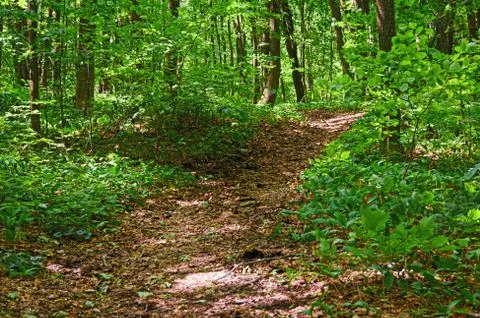Walking paths in the forest for running. Stock Photos